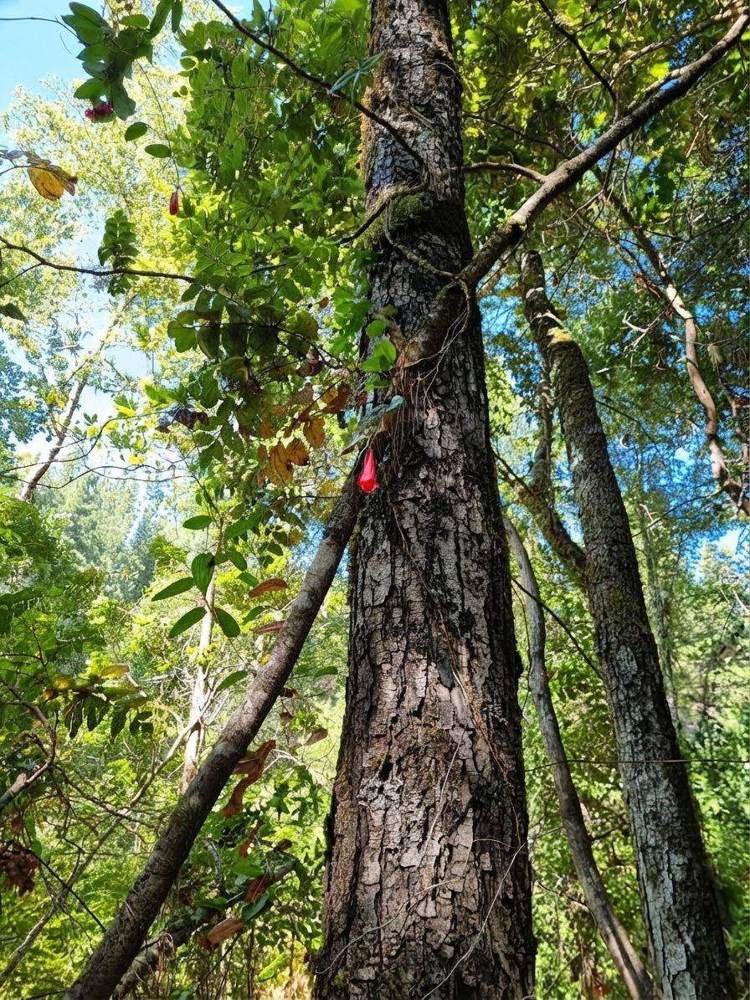 Copihue, flor nacional de Chile, entre los árboles del bosque