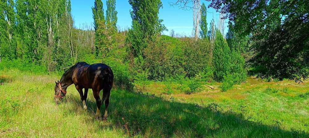 Esa tranquilidad del campo donde los animales pastan al ritmo del río, hoy parte de tu entorno diario