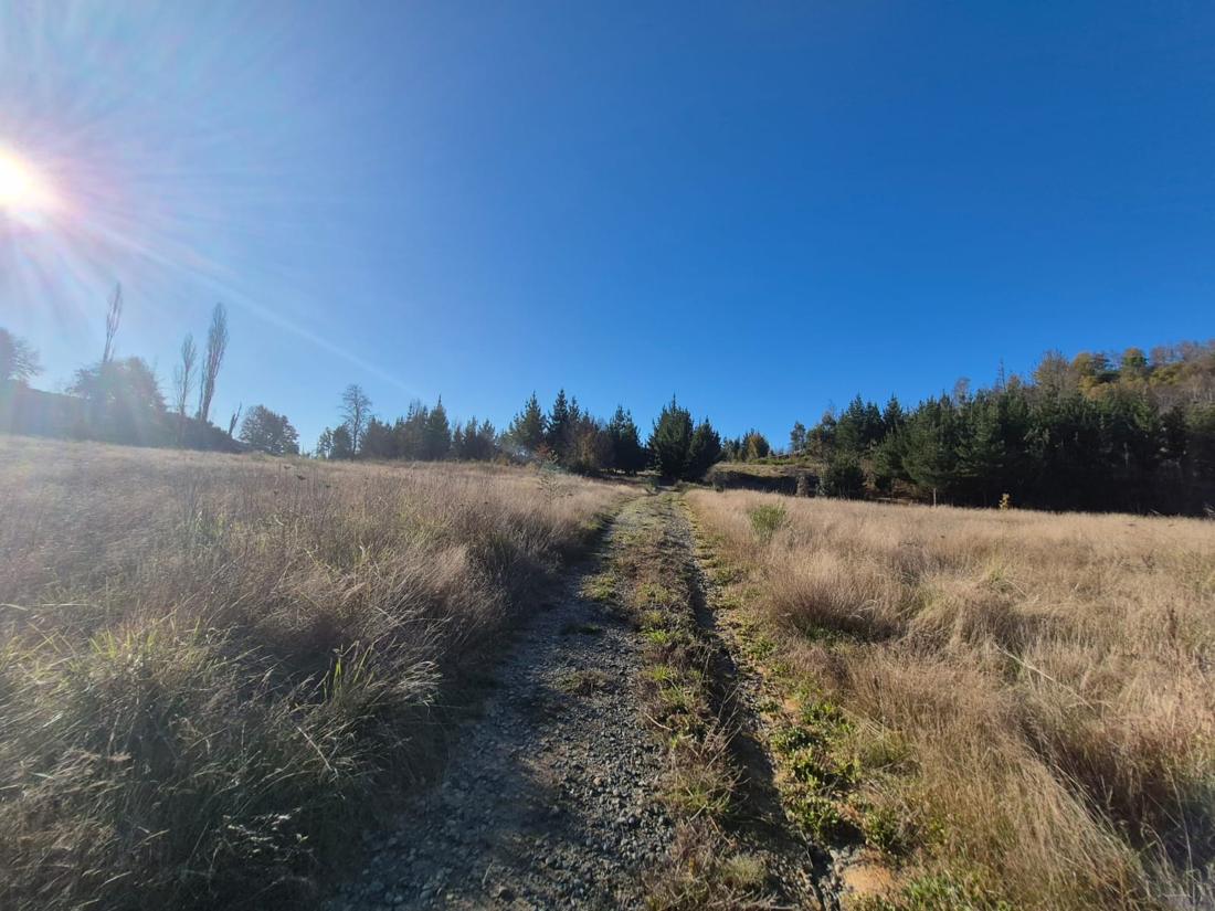 Camino de ripio entre pastizales, con pinos al fondo