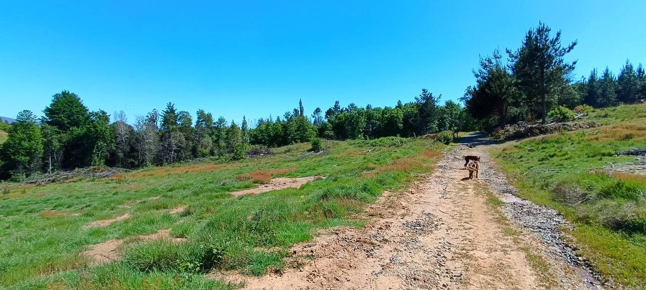 Cambia el cemento por caminos de pasto y tierra para tus caminatas diarias en familia