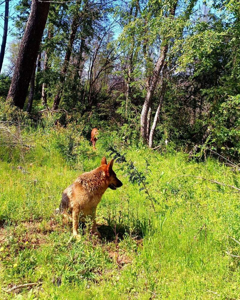 El patio que tus perros siempre soñaron: espacio infinito y naturaleza para correr sin barreras