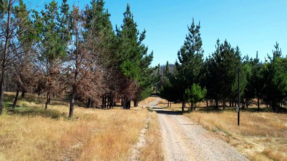 Camino entre pinos, con sombra y verde.