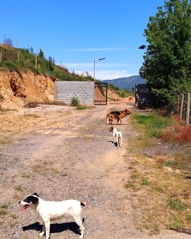 La tranquilidad de saber que tu familia está protegida: acceso al proyecto con portón de entrada e iluminación