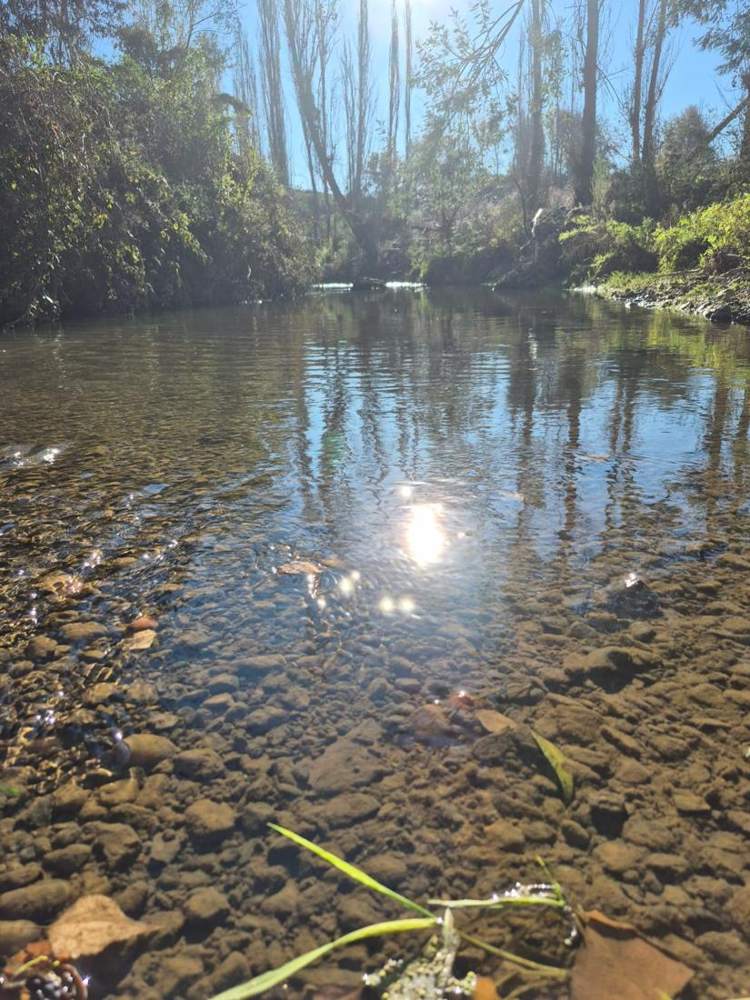 Río Chacay de aguas claras con reflejos del sol entre los árboles