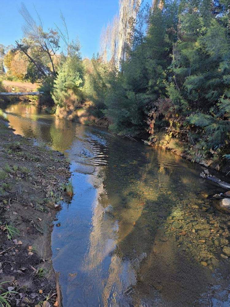 Estero de aguas claras entre árboles