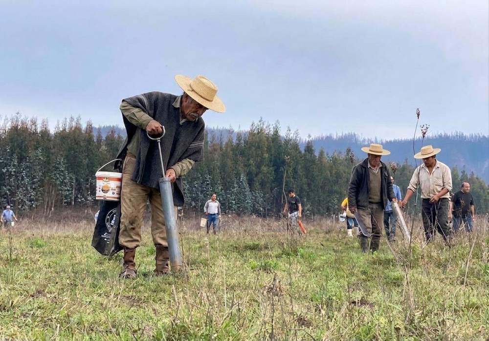 Campesinos trabajando en un potrero con cerros de eucaliptos al fondo